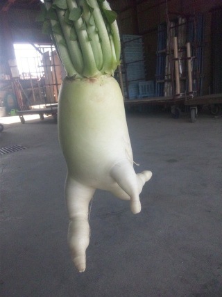 Illustration for article titled How a Japanese Radish Became an Internet Hero